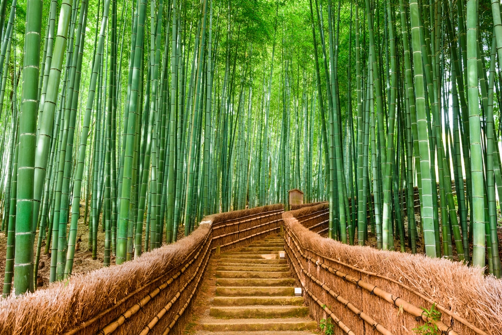 ป่าไผ่ เกียวโต Bamboo Forest